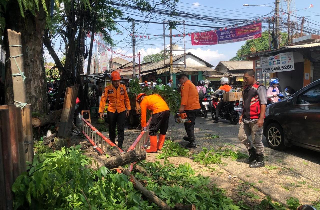Waspada Pohon Tumbang Di Area Stasiun Cilebut